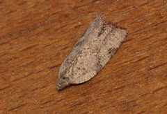 Meritastis