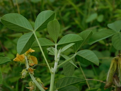 Crotalaria calycina