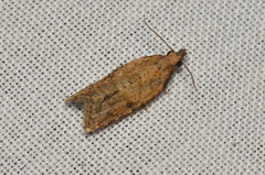 Clepsis divulsana