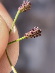 Commicarpus brandegeei