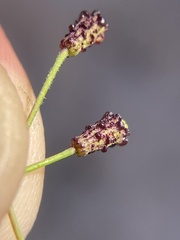 Commicarpus brandegeei