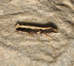 Monopis ethelella