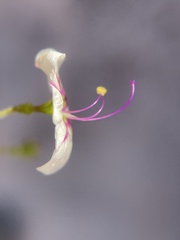 Commicarpus brandegeei