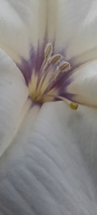 Datura discolor