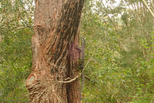 Common Tree Snake sighting