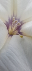 Datura discolor
