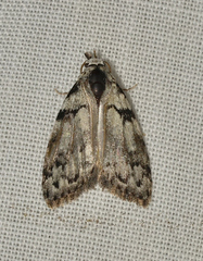 Nola melanogramma