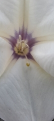 Datura discolor