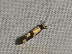 Opogona comptella