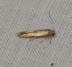 Opogona stenocraspeda