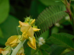 Crotalaria calycina