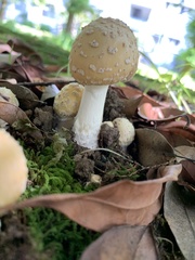 Amanita orientigemmata
