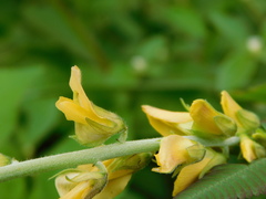 Crotalaria calycina