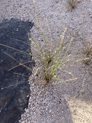Eleocharis geniculata