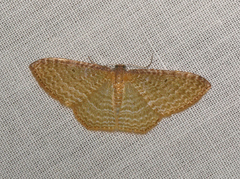 Poecilasthena pulchraria