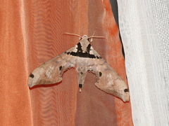 Adhemarius gannascus