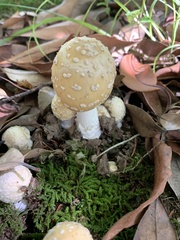 Amanita orientigemmata