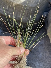 Eleocharis geniculata