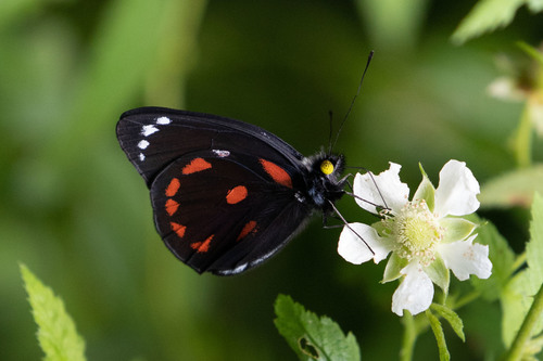 Delias bornemanni
