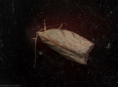 Euchaetis inceptella