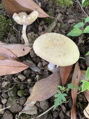 Amanita orientigemmata