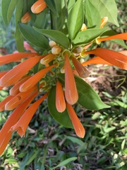 Pyrostegia