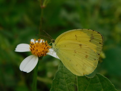 Eurema andersoni