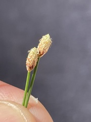 Eleocharis geniculata