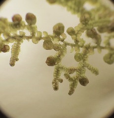 Frullania franciscana