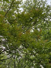 Ailanthus