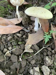Amanita orientigemmata
