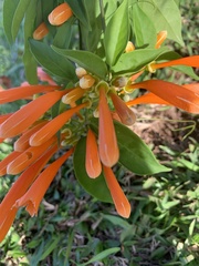 Pyrostegia