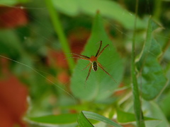 Argiope catenulata