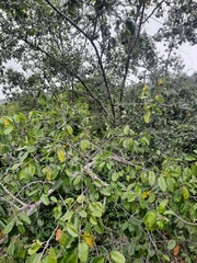 Manilkara roxburghiana