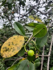 Manilkara roxburghiana