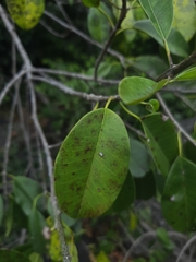 Manilkara roxburghiana