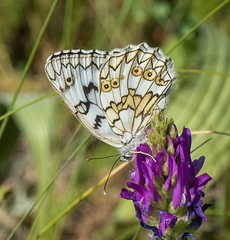 Melanargia russiae
