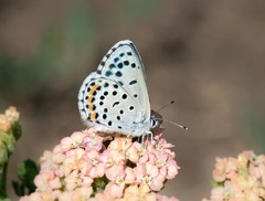 Pseudophilotes vicrama