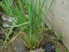 Oryza sativa