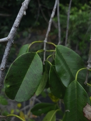 Manilkara roxburghiana