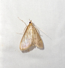 Achyra affinitalis