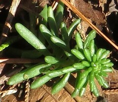 Sedum pulchellum
