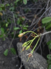 Manilkara roxburghiana