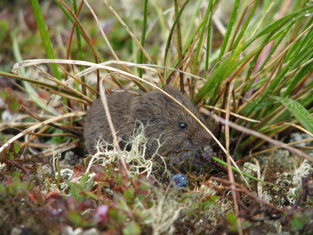 Northern Bog Lemming (Mammals of New York) · iNaturalist