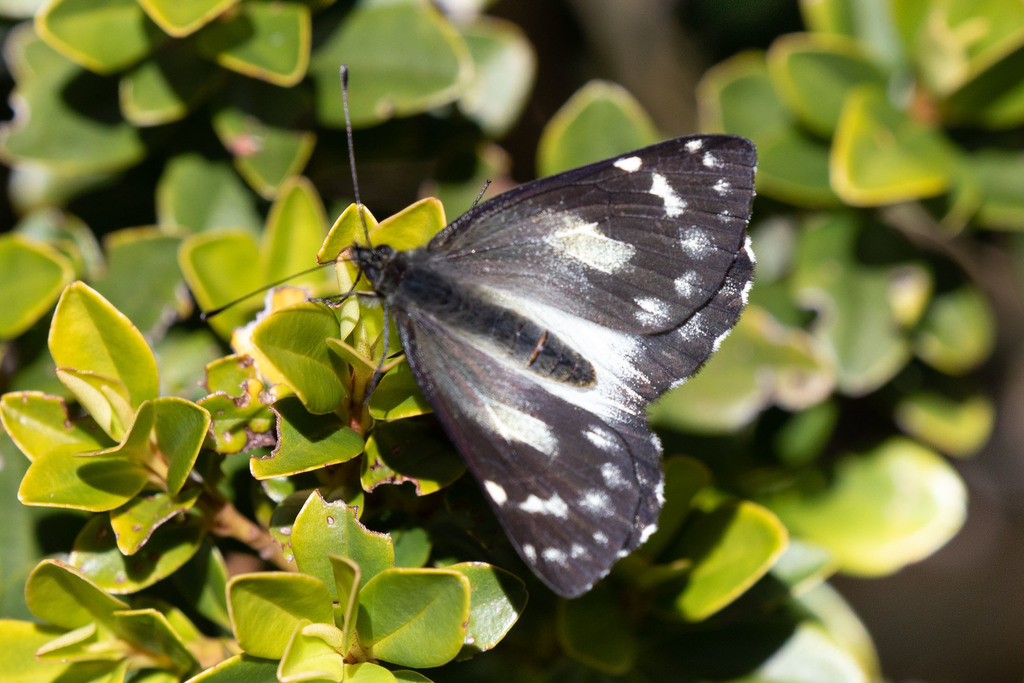 Delias leucobalia