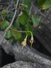 Manilkara roxburghiana