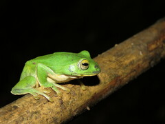 Zhangixalus taipeianus