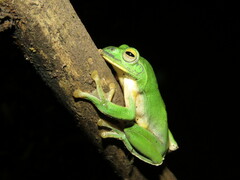 Zhangixalus taipeianus