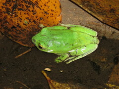 Zhangixalus taipeianus