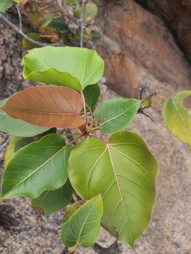 Image of Ficus arnottiana by no rights reserved